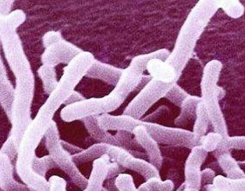 Пищевые пробиотики дополняют Bifidobacterium Lactis