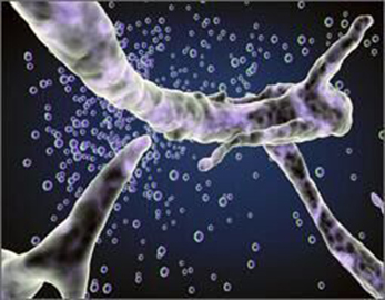 Высококачественный пробиотический порошок Сырье Lactobacillus Rhamnosus