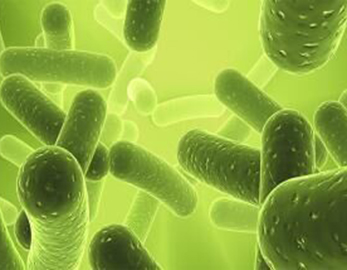 Высокоактивный бактериальный порошок Lactobacillus Acidophilus