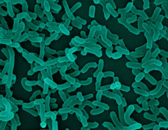 Высококачественное органическое сырье Lactobacillus Casei