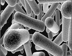Горячие продажи пробиотиков Lactobacillus Helveticus