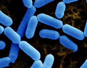 Пищевой пробиотик Lactobacillus Paracasei