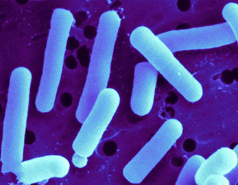 Пищевая добавка пробиотики Lactobacillus reuteri в порошке